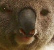 Ein kurzer Blick auf Ubuntu Karmic Koala 9.10 Alpha6