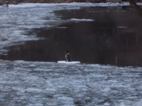 Ein Pinguin in Heidelberg