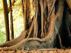 Dateien einfach über Nautilus mit Root-Rechten ausführen Roots