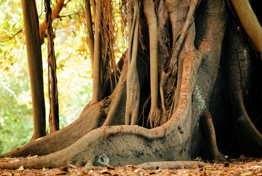 Roots