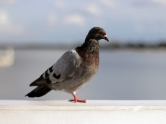 Pidgin Taube
