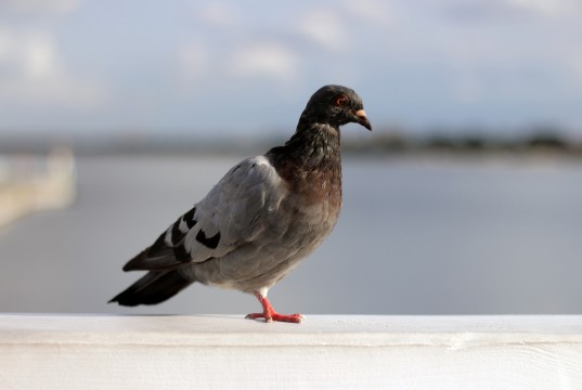 Pidgin Taube