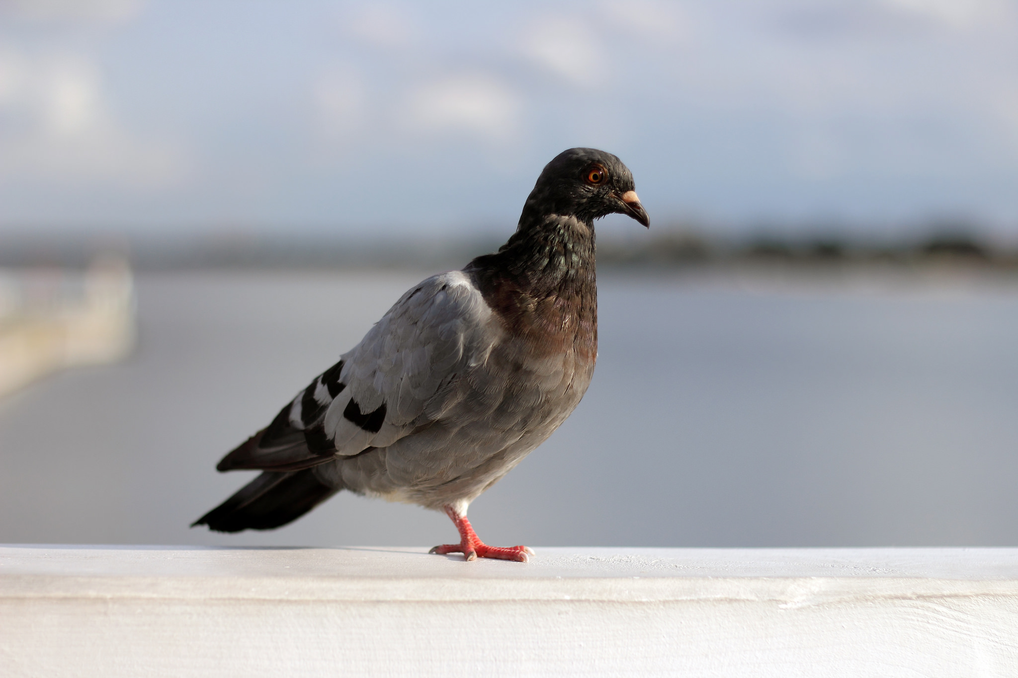 Pidgin und MSN vertragen sich nicht mehr