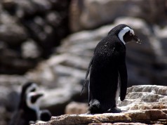 Presto, das nicht-Linux Sad Penguin