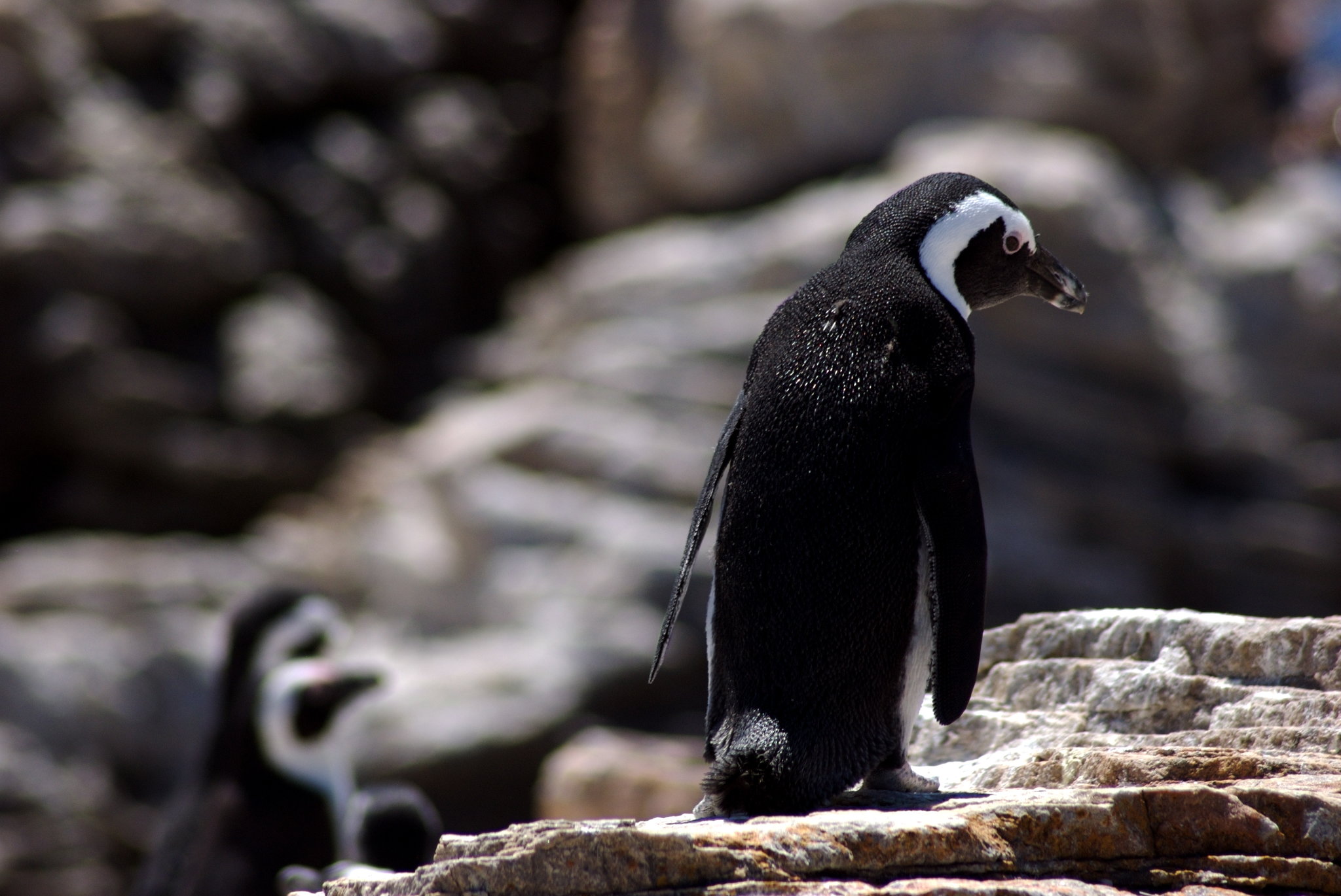 Presto, das nicht-Linux