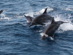 Dolphins Delfine