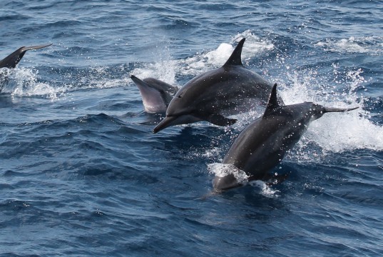 Dolphins Delfine