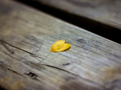 Blatt Leaf Herz Heart