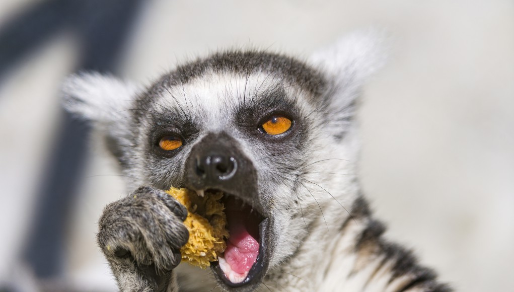 Lemur beim Essen