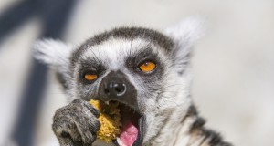 Lemur beim Essen