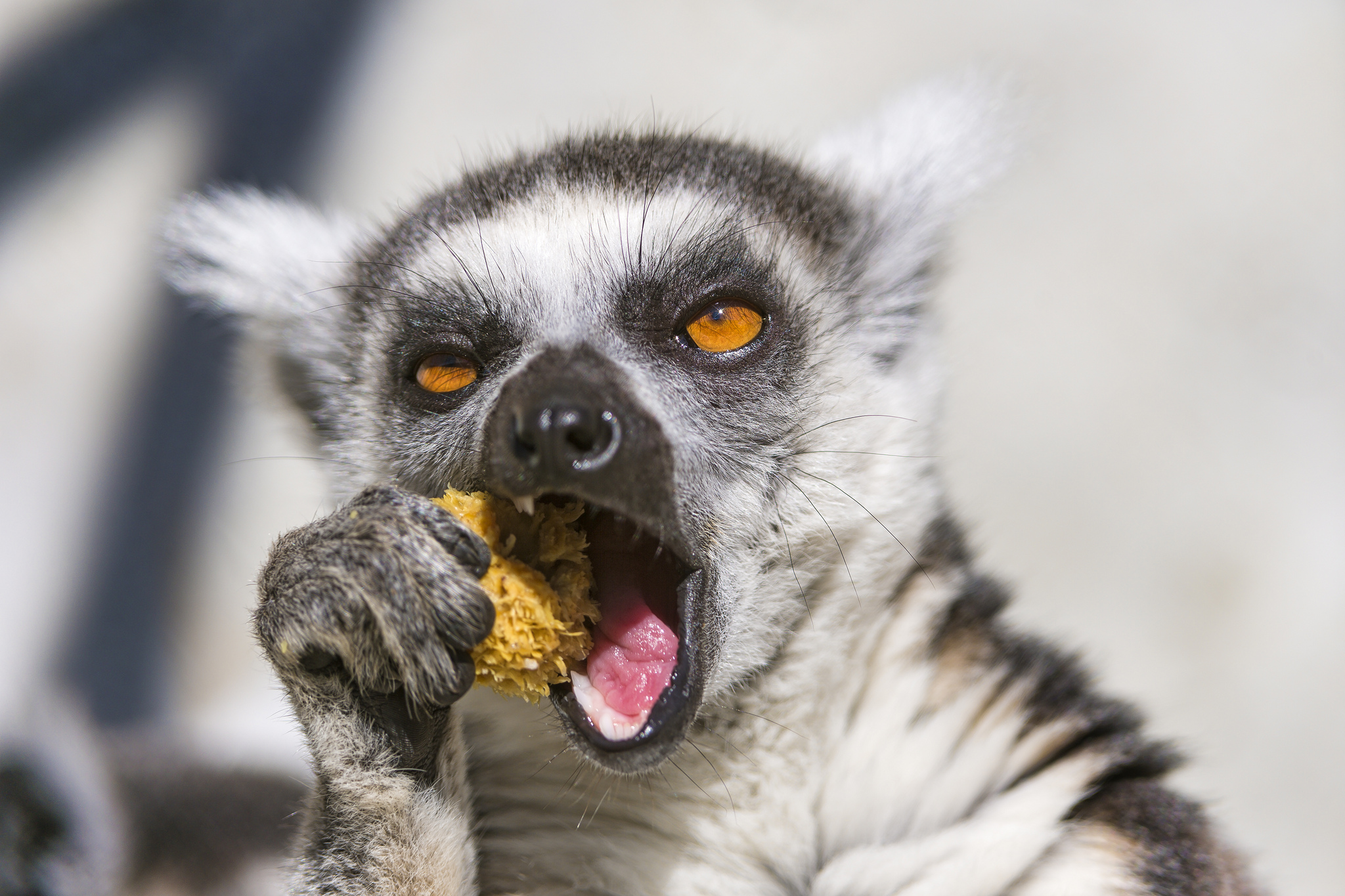 Lemur beim Essen