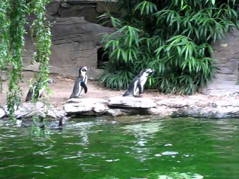 Pinguine und ein Schmetterling