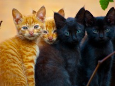 Group of cats
