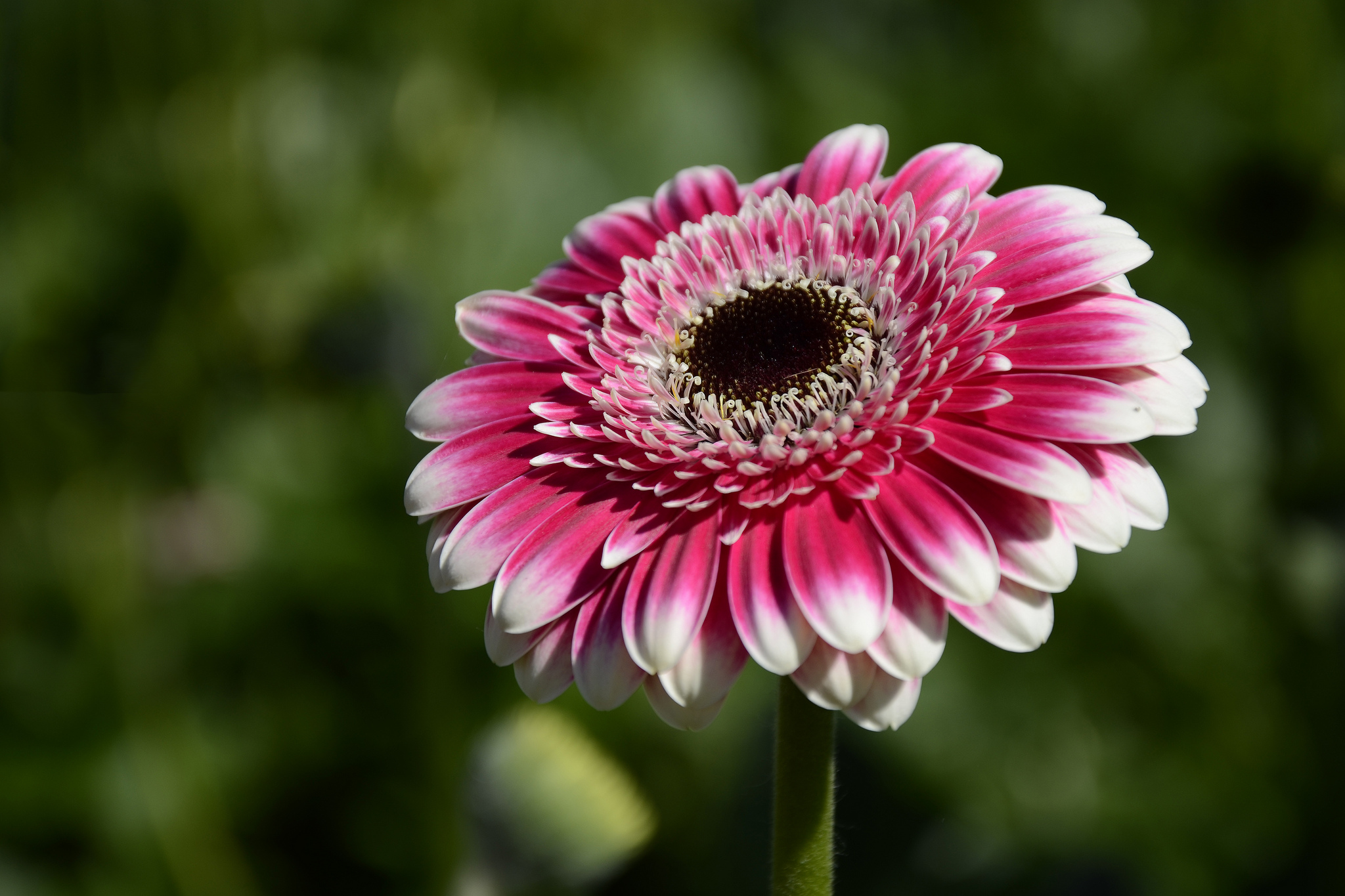 Blume