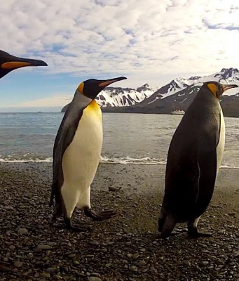 Der Tux zum Sonntag (I)