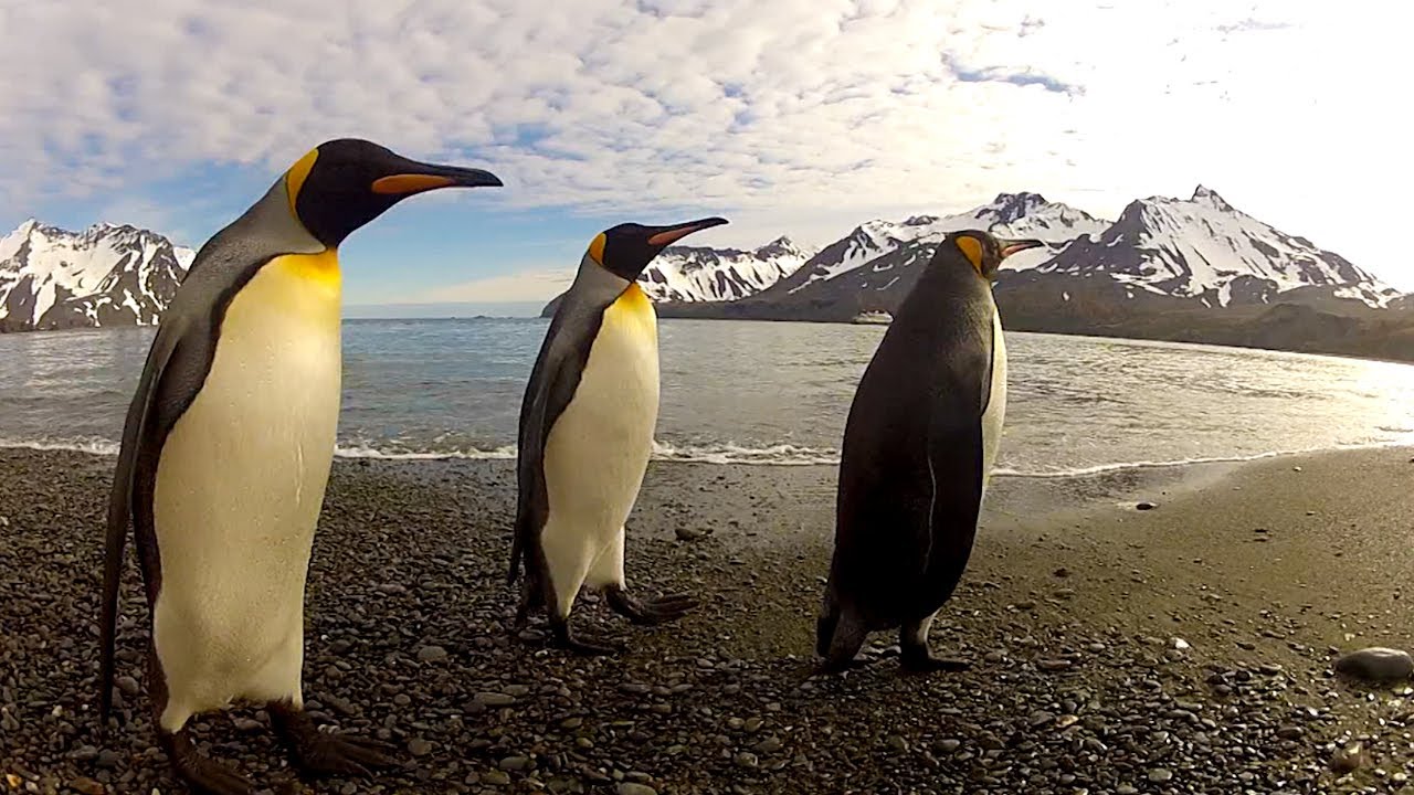 Der Tux zum Sonntag (I)