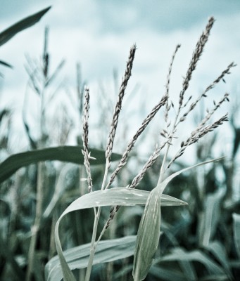 Wikio Open-Source Blogs vom Mai 2011 Mais