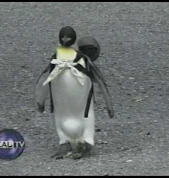 Der Tux zum Sonntag (V)