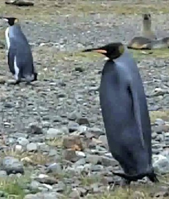 Der Tux zum Sonntag (VI)