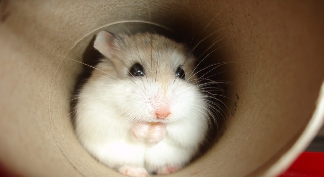 Hamster