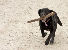 Blog-Stöckchen: Darum mag ich Foobar! Dog Fetch Stöckchen