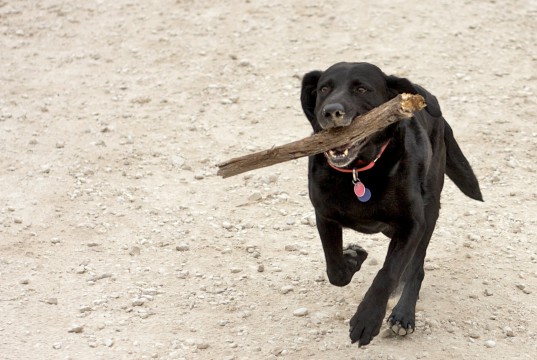 Dog Fetch Stöckchen