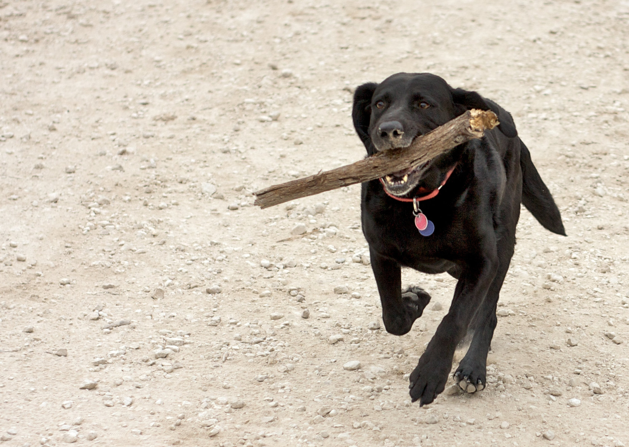 Dog Fetch Stöckchen