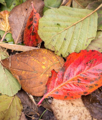 Blätter im Herbst