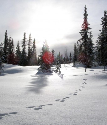 Spuren im Schnee