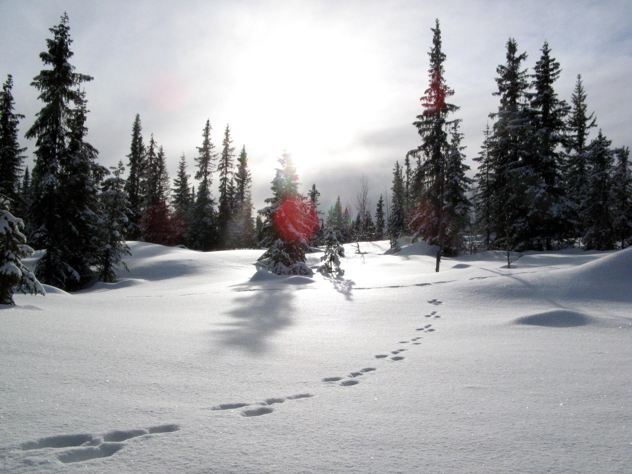 Spuren im Schnee