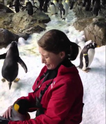 Der Tux zum Sonntag (XVI)