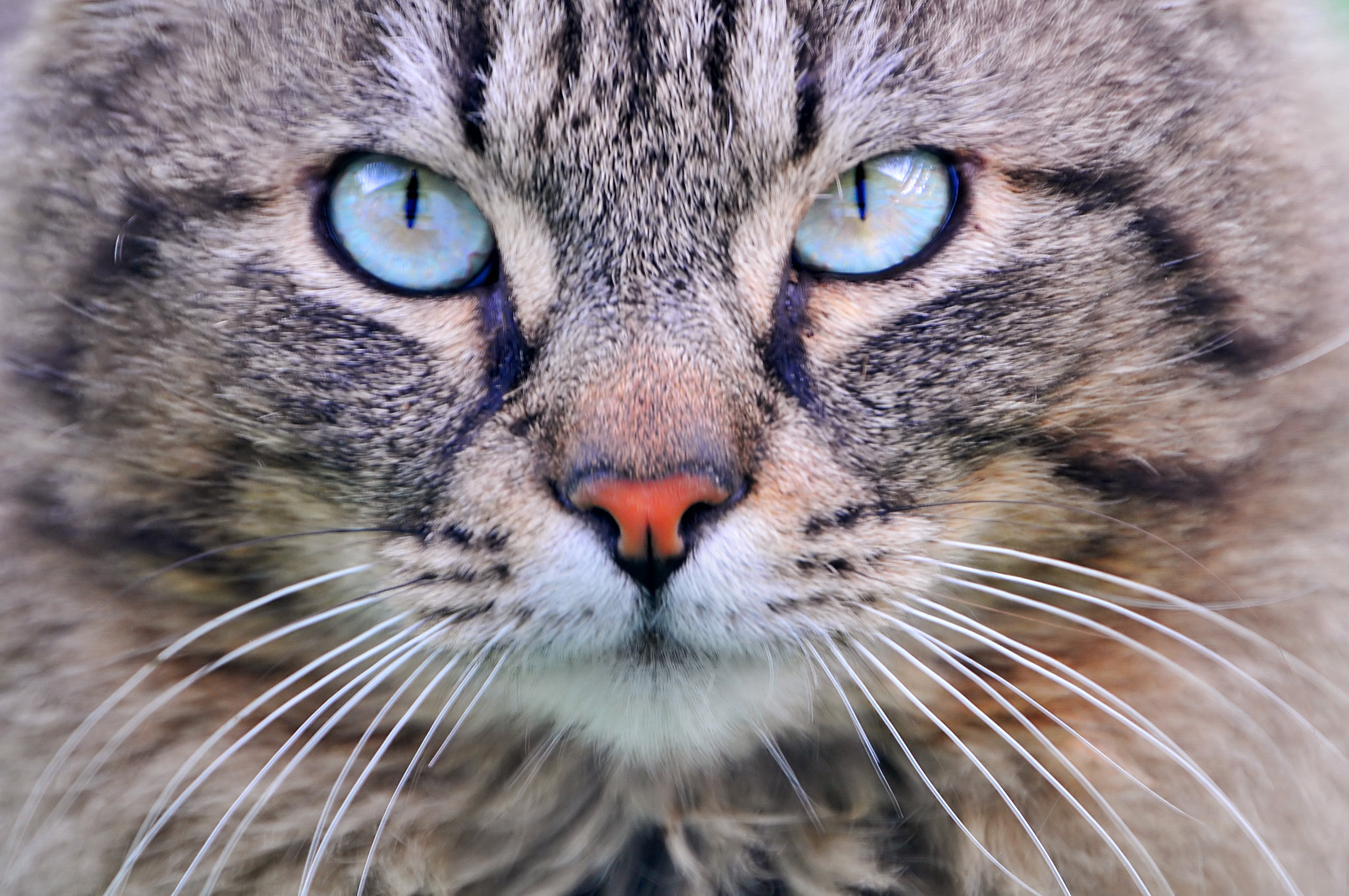 Verschlüsselter Browser- bzw. App-basierter Chat mit Cryptocat