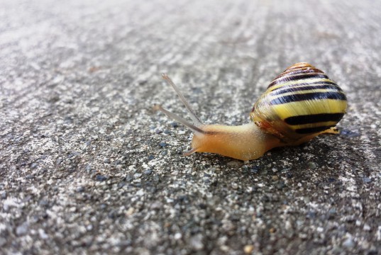 Schnecke