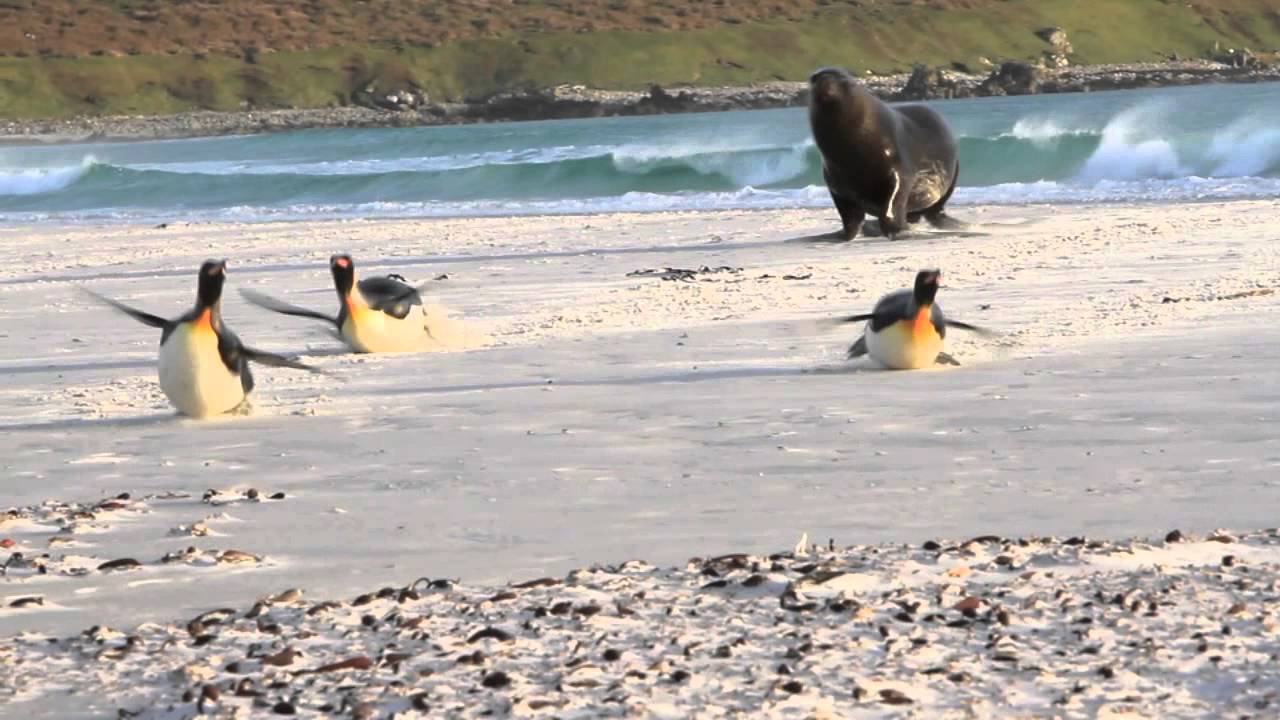 Der Tux zum Sonntag (XX)