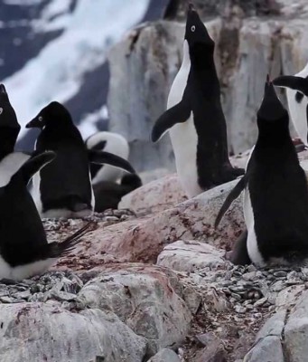 Der Tux zum Sonntag (XXII)