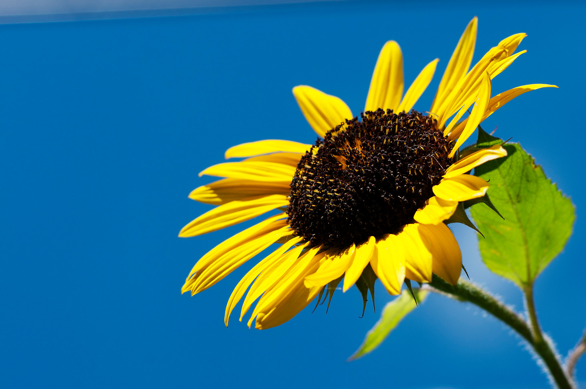 Total Commander für Linux gesucht? Wie wäre es mit dem Sunflower Dateimanager!