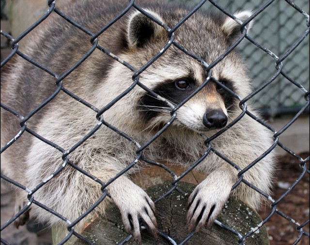 Der APK-Downloader Raccoon erlaubt nun auch den Download gekaufter Apps