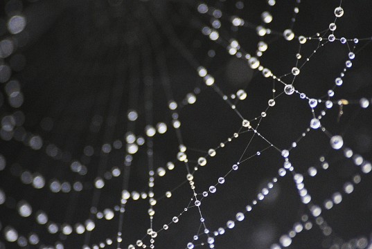 Pearls