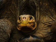 Evo/Lution ist eine Live-CD mit graphischem Installer für Arch Linux Turtle Evolution