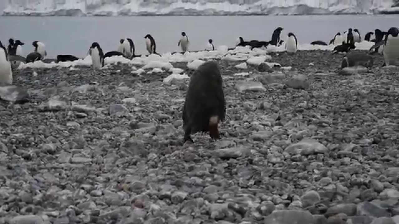 Der Tux zum Sonntag, der einfach besser an einem Montag passt (XXV)