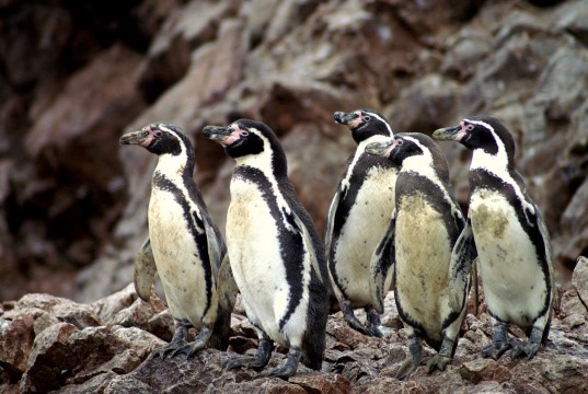 Penguins