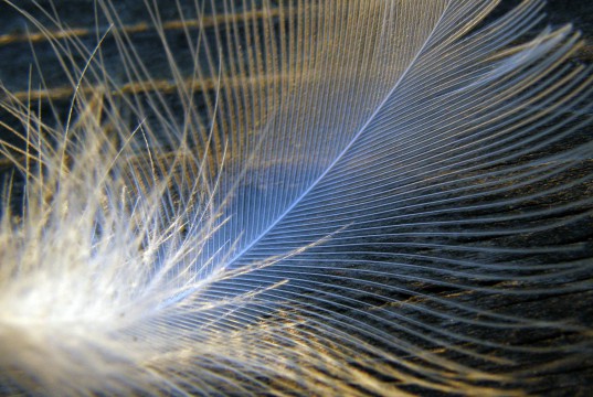 Feather