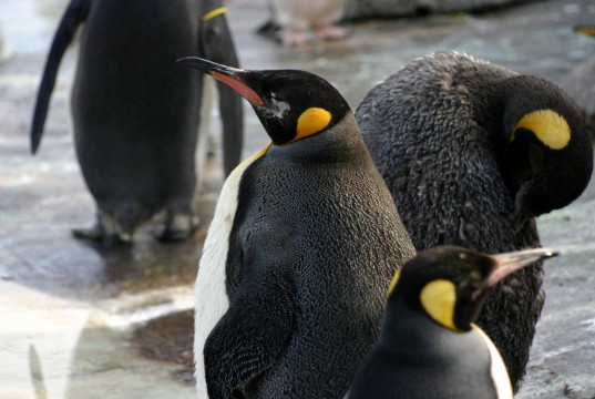 Penguins
