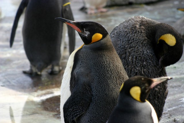 Der Tux zum Sonntag (XXVIII): Excuse me!