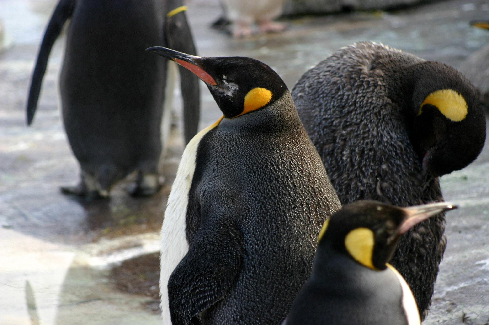Der Tux zum Sonntag (XXVIII): Excuse me!