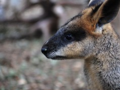 Wallaby
