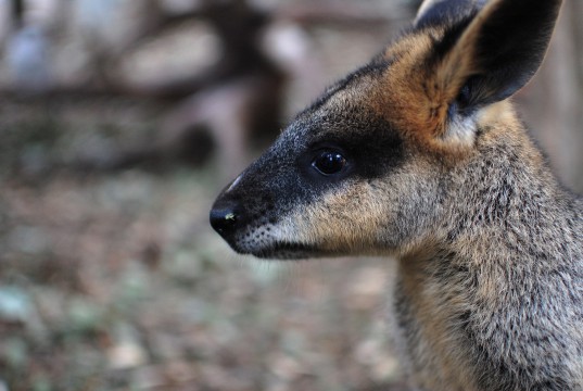 Wallaby