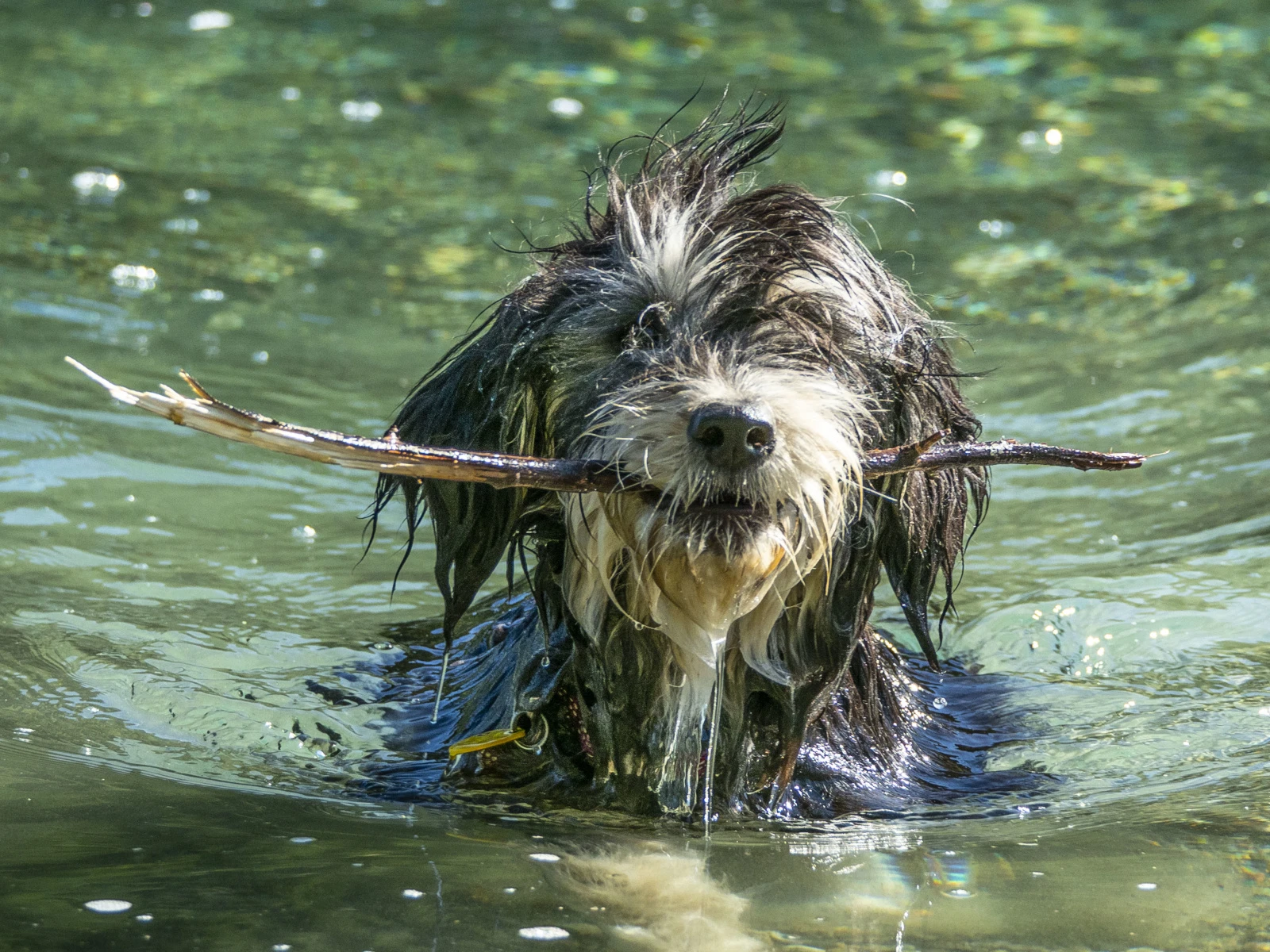 Ein nasser Hund mit langem, zotteligem Fell hält einen Stock quer im Maul und steht bis zum Hals im klaren Wasser. Das Fell ist an Kopf und Schnauze besonders nass und hängt in Strähnen herab. Im Hintergrund ist die Wasseroberfläche mit Lichtreflexen zu sehen.