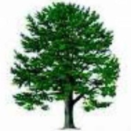 Avatar von beech_13465