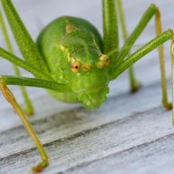 Avatar von Jörg